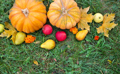 Wall Mural - pumpkins, yellow pears, apples and autumnal colorful maple leaves on grass with space for text. top 