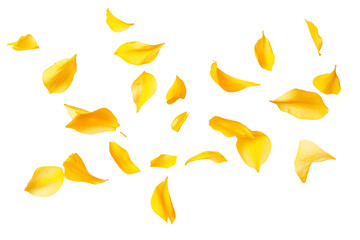 Springtime yellow petal flowers levitate in air, beautiful floral flying isolated on transparent background