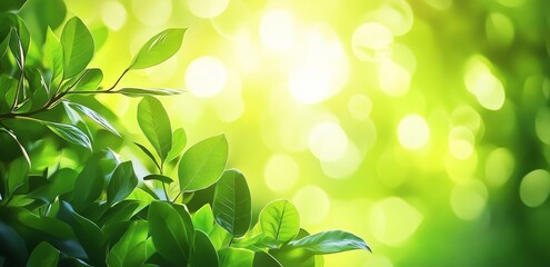 Green Leaves Bokeh Background Nature Spring Fresh Sunlight Summer