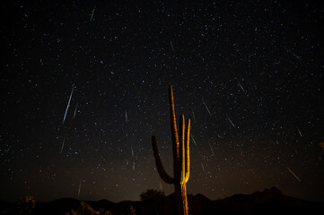 saguaro cactus desert meteor shower shooting stars night astrophotography light painting