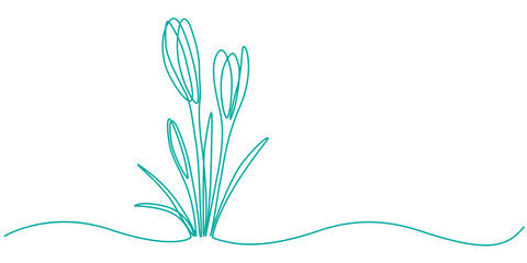 Canvas Print - Group of spring crocus flowers in continuous line art drawing style. Black linear sketch on white background with flower heads coloring. Vector illustration, Spring Snowdrop Flower Single Line Drawing