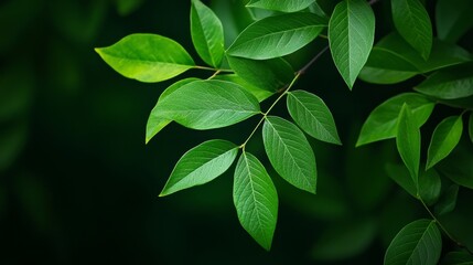 Wall Mural - A captivating close-up image of vibrant green leaves showcasing nature's beauty, freshness, harmony, tranquility, and growth.