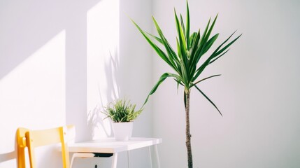 Wall Mural - A white office with a desk and a potted plant