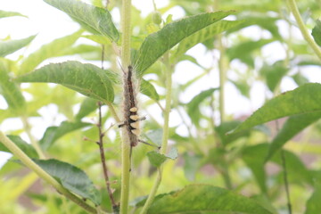 ban tulsi plant on roadside