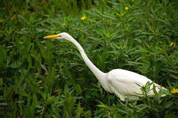 Wall Mural - white egret