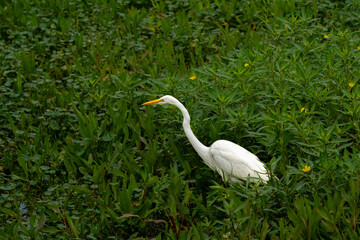 Wall Mural - white egret