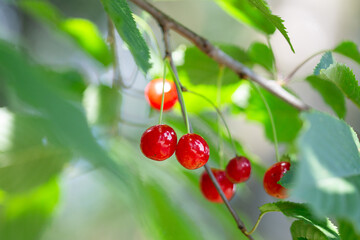 Cherries on the tree