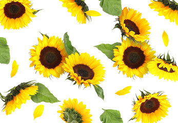 Wall Mural - Many vibrant sunflowers, petals and leaves flying on white background