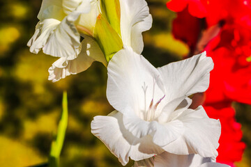 Wall Mural - Close-up of white and red gladiolus petals in garden on sunny summer day.