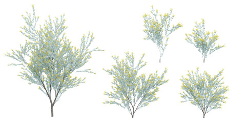 set of acacia plants rendered for, 3d illustration, for digital composition, illustration, 2d plans,