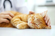 © Frédéric Prochasson - A veterinary doctor examining a content ginger tabby cat, AI generated