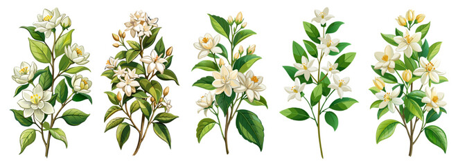 Wall Mural - Illustration Of Jasmine Flowers With Leaves -looming jasmine flowers with vibrant green leaves. Perfect for botanical art, nature themes, and floral designs conveying freshness and elegance.