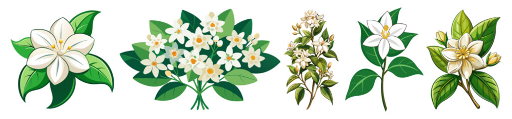 Wall Mural - Illustration Of Jasmine Flowers With Leaves -looming jasmine flowers with vibrant green leaves. Perfect for botanical art, nature themes, and floral designs conveying freshness and elegance.