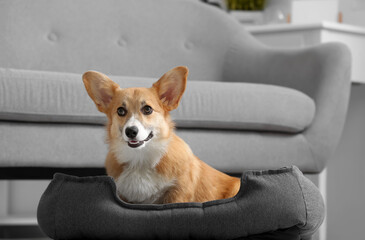 Wall Mural - Cute Corgi dog lying in pet bed near grey sofa