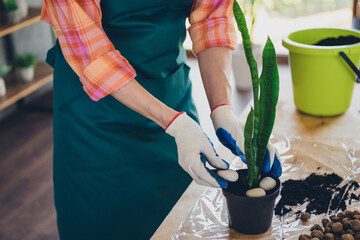 Poster - Cropped photo of pensioner lady hands florist put rock pot houseplant transplantation wear apron working flower shop studio small business