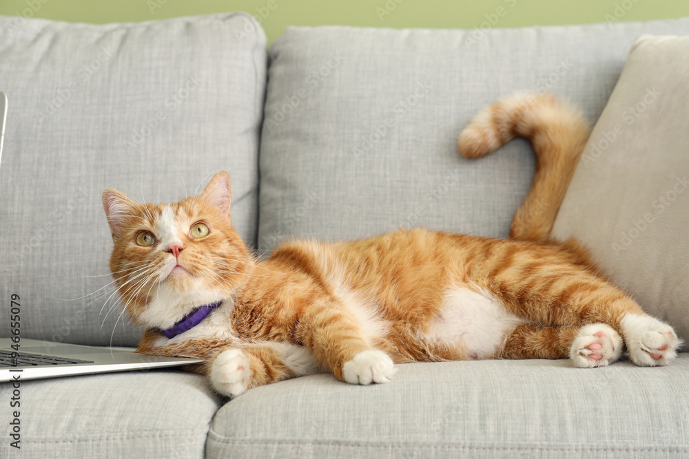 Cute red cat with laptop lying on sofa near green wall