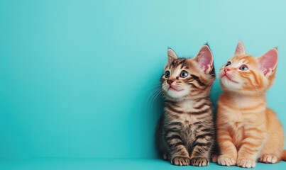 Cute Kittens Frame Blank Background - Space for Text