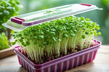 Canvas Print - Fresh microgreens growing in a container
