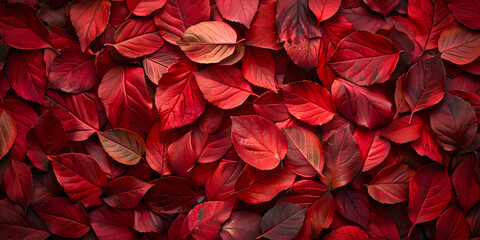 A close-up, textured background of vibrant red autumn leaves layered together, creating a rich, warm, and seasonal pattern