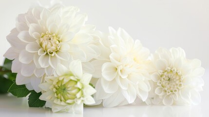 Wall Mural - white dahlias.