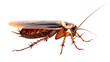 © NansiPhoto - Cockroach carrier pathogens isolated on white background