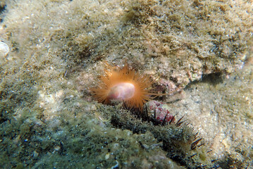 Wall Mural - Limaria hians - Gaping fileclam, underwater image into the Mediterranean sea