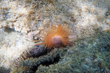 Wall Mural - Limaria hians - Gaping fileclam, underwater image into the Mediterranean sea