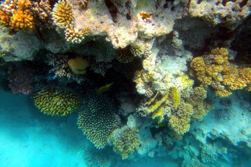 Wall Mural - Exploring the Vibrant Coral Reef of the Red Sea in Hurghada, Egypt, Showcasing Diverse Marine Life