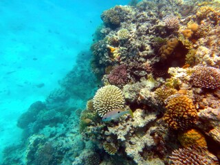 Wall Mural - Exploring Vibrant Marine Life in Coral Reef of the Red Sea, Hurghada During an Underwater Adventure