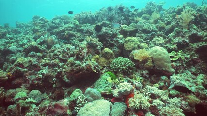 Wall Mural - Tropical fishes and coral reef underwater. Hard and soft corals, underwater landscape. Sipadan, Malaysia.