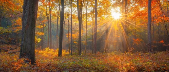 Poster - Golden Sunlight Streaming Through Fall Forest