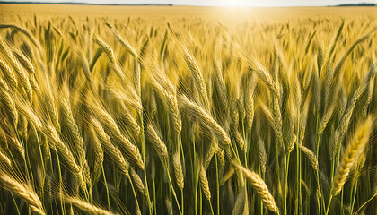 field of wheat