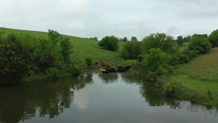 Canvas Print - Cows swimming