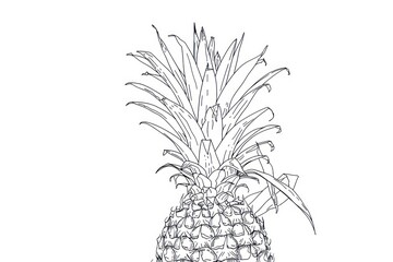 Sticker - Hand drawn illustration of a pineapple.