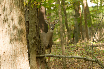 Sticker - The white-tailed deer or Virginia deer (Odocoileus virginianus) Natural scene from  Wisconsin state forest.