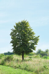 Canvas Print - Beautiful tree with green leaves growing outdoors