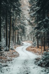 Wall Mural - A winding snow-covered path through a tranquil forest in winter, inviting exploration and serenity