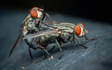 Male and female flies are mating.