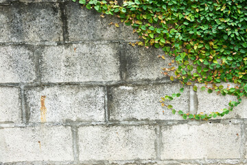 Wall Mural - A wall with ivy growing on it. The ivy is green and has brown spots. The wall is made of bricks and is white