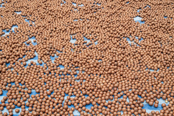 Closeup raw of Macadamia integrifolia.