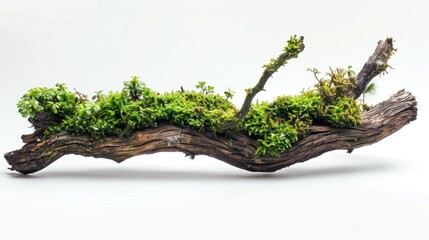 Wall Mural - Mossy Decay: Isolated View of Rotten Branch Covered in Lush Green Moss