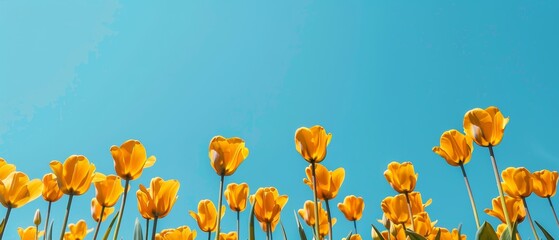 yellow tulip field with clear blue sky