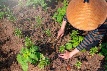 Poster - An Indonesian farmer man is planting a water spinach seed in the dirt