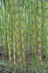 sugarcane plant on farm for harvest