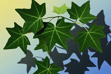 Wall Mural - Cosmopolitan Ivy Leaves with Soft Shadow Overlay Effect and Gradient Background