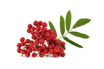 Wall Mural - Bright red rowan berries with green leaves isolated on a white background