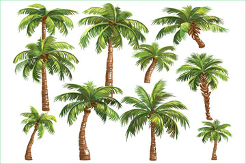 Set of watercolor coconut trees isolated on a white background. Isolated white background with palm tree, tropical plants, and hand drawn leaves. Watercolor botanical illustration. Palm Trees, Summer