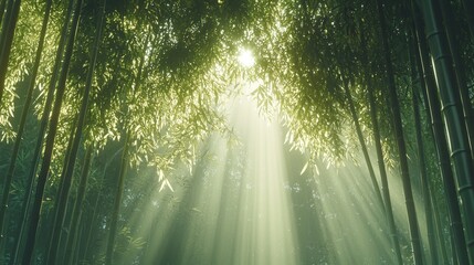 Sticker - Sunbeams Through Bamboo Forest   Nature Photography