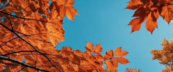 Poster - Orange Leaves Against a Blue Sky