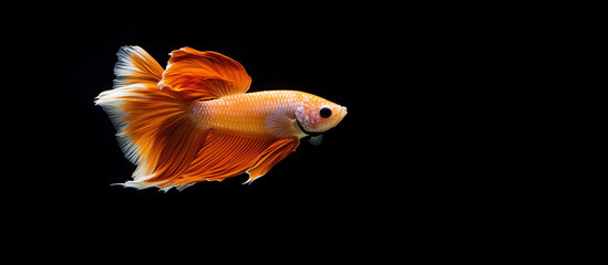 Betta fish swimming in aquarium, yellow and white fish, dark black background, Ai generated Images